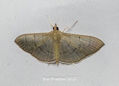 Poliobotys ablactalis