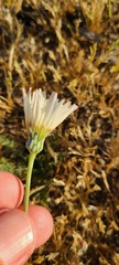 Malacothrix coulteri