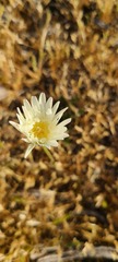 Malacothrix coulteri
