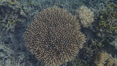 Acropora tenuis