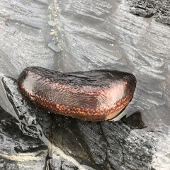 Cucumaria frondosa