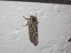 Chlanidophora albicancellata