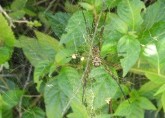 Trichonephila clavipes