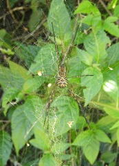 Trichonephila clavipes