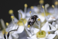 Anthrenus sophonisba