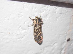 Chlanidophora albicancellata