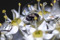 Anthrenus sophonisba