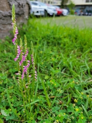 Spiranthes sinensis