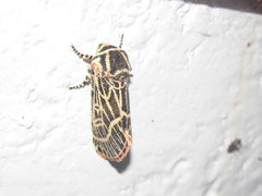 Chlanidophora albicancellata