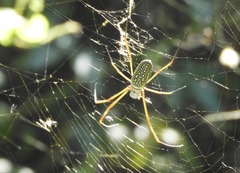 Trichonephila clavipes