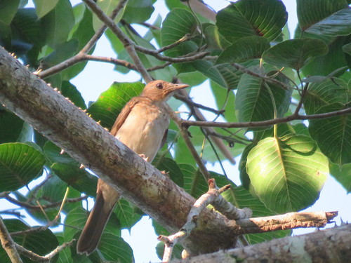 Hauxwell's Thrush (Turdus hauxwelli), photo 7