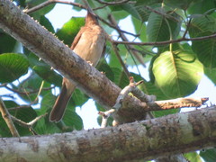 Turdus hauxwelli