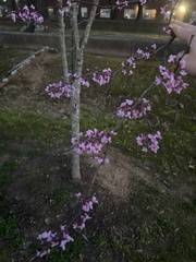 Cercis canadensis
