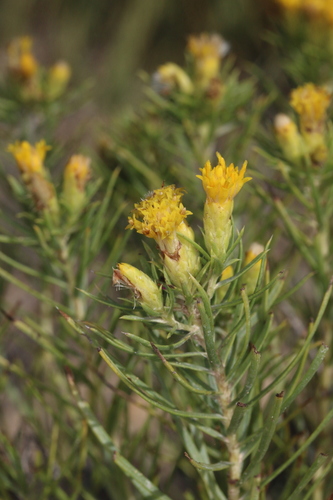 Engelmann's false goldenweed (Oonopsis engelmannii)
