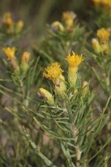 Oonopsis engelmannii