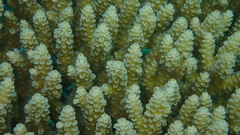 Acropora tenuis