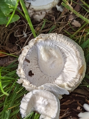 Amanita pantherina