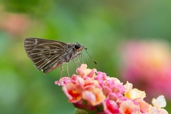Vehilius stictomenes stictomenes