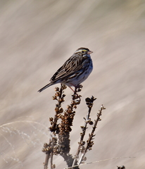 Passerculus sandwichensis savanna
