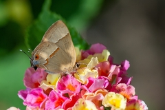 Arzecla tucumanensis