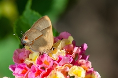 Arzecla tucumanensis