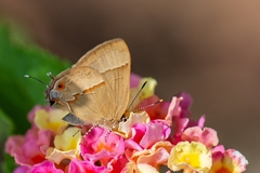 Arzecla tucumanensis