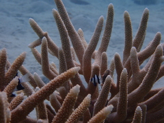 Acropora pulchra