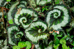 Begonia rex-cultorum
