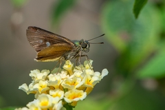 Orthos orthos hyalinus