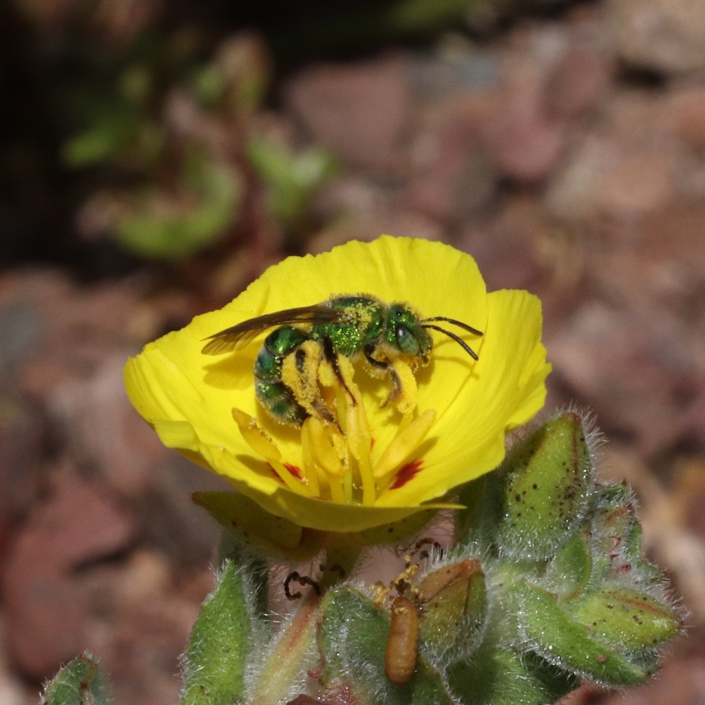 agapostemon-from-point-loma-heights-san-diego-ca-usa-on-april-5