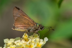 Orthos orthos hyalinus