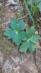 Delphinium nudicaule