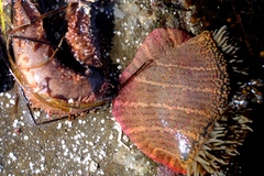 Bunodosoma californica