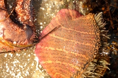 Bunodosoma californica