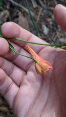 Delphinium nudicaule