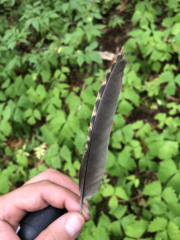 Dendragapus fuliginosus