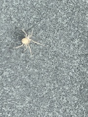 Cheiracanthium mildei