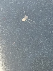 Cheiracanthium mildei