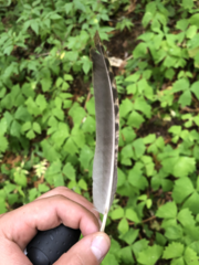 Dendragapus fuliginosus