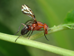 Tritoxa incurva