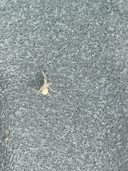 Cheiracanthium mildei