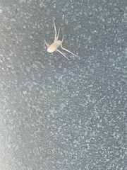 Cheiracanthium mildei