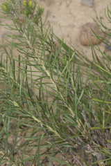 Oonopsis engelmannii