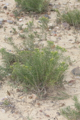 Oonopsis engelmannii