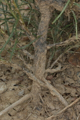 Oonopsis engelmannii