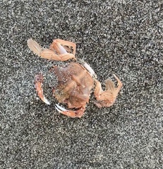 Nectocarcinus antarcticus