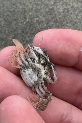 Nectocarcinus antarcticus
