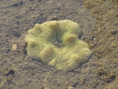 Stichodactyla