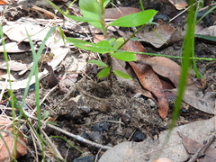 Persoonia cornifolia