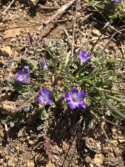 Phacelia douglasii